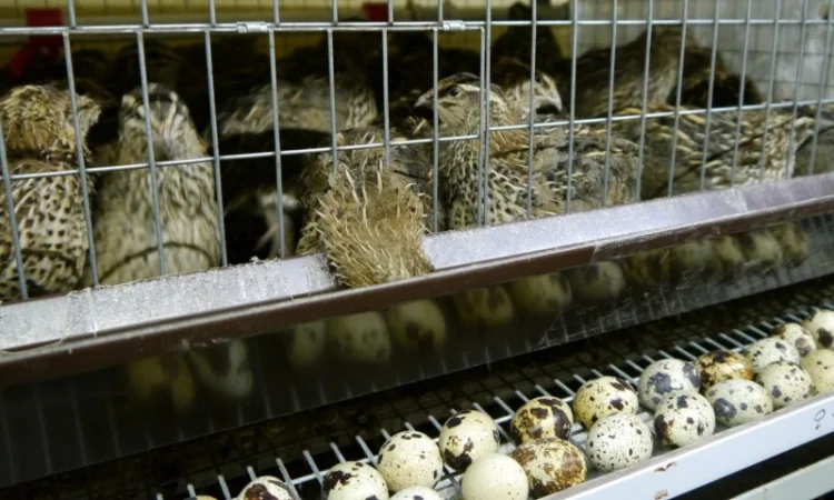 Продам інкубаційні перепелині яйця - фото № 2