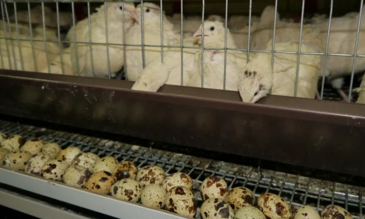 Продам інкубаційні перепелині яйця - фото № 1