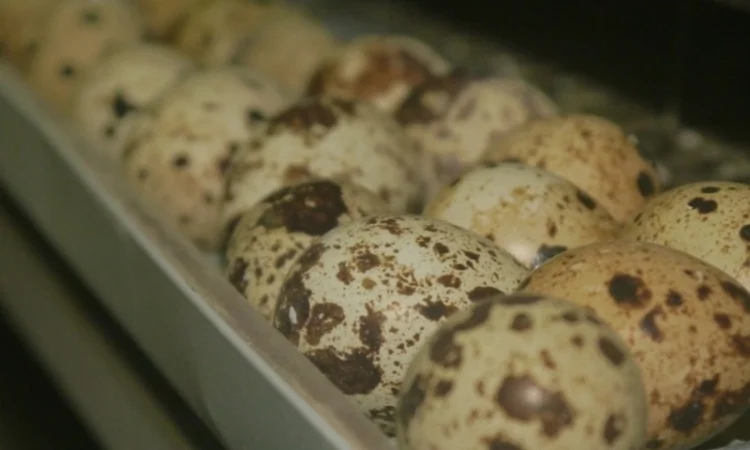 Продам інкубаційні перепелині яйця - фото № 3