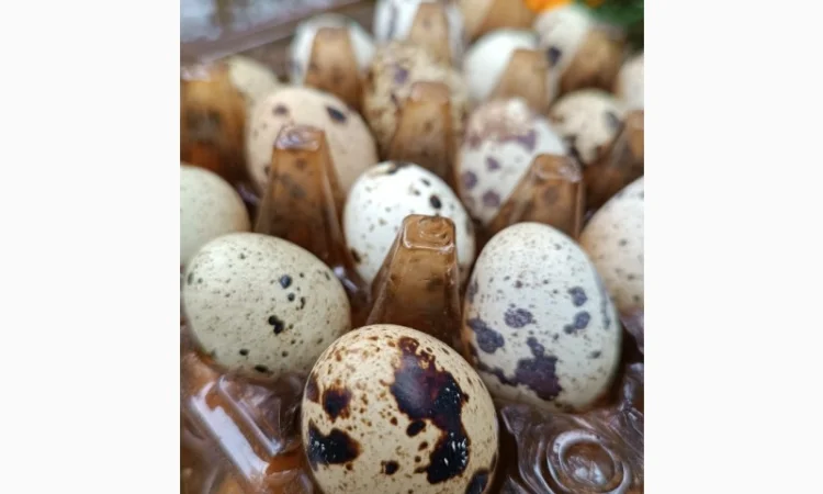 Перепелині яйця домашні - фото № 1