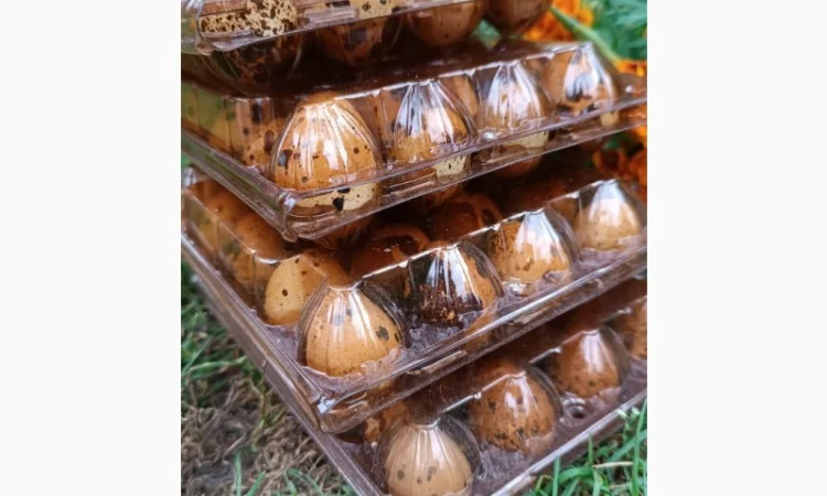 Перепелині яйця домашні - фото № 2