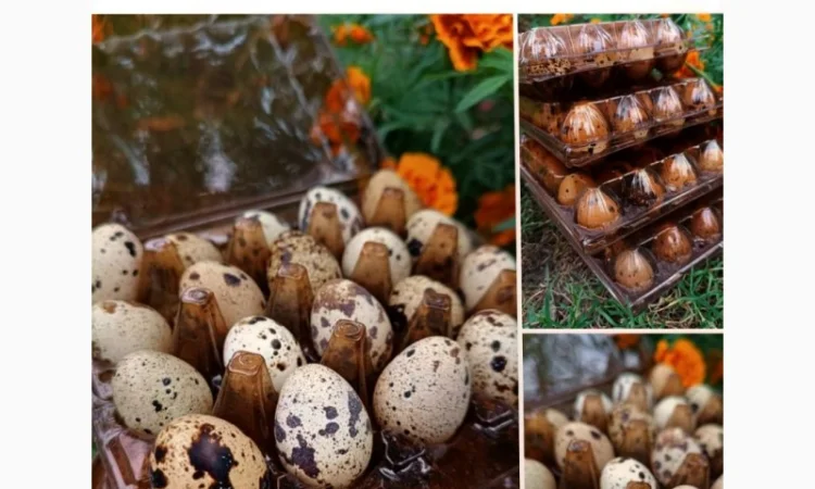 Перепелині яйця домашні - фото № 3