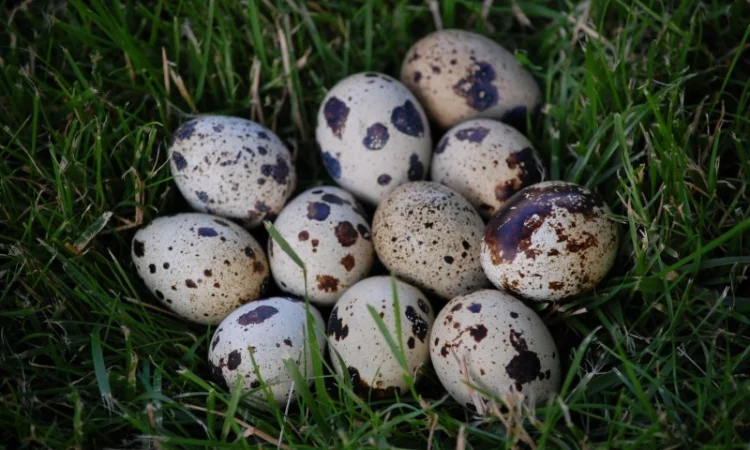 Продам инкубационное яйцо перепела мясо-яичной породы "Феникс Золотистый" и "Техасец" - фото № 1