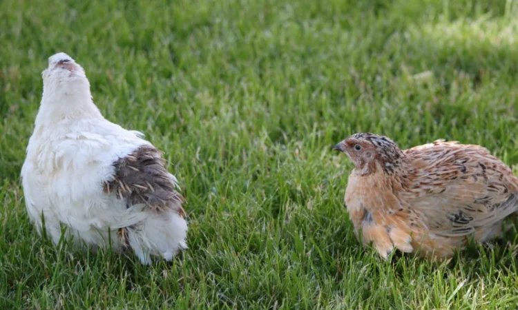 Продам инкубационное яйцо перепела мясо-яичной породы "Феникс Золотистый" и "Техасец" - фото № 3