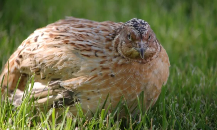 Продам инкубационное яйцо перепела мясо-яичной породы "Феникс Золотистый" и "Техасец" - фото № 2