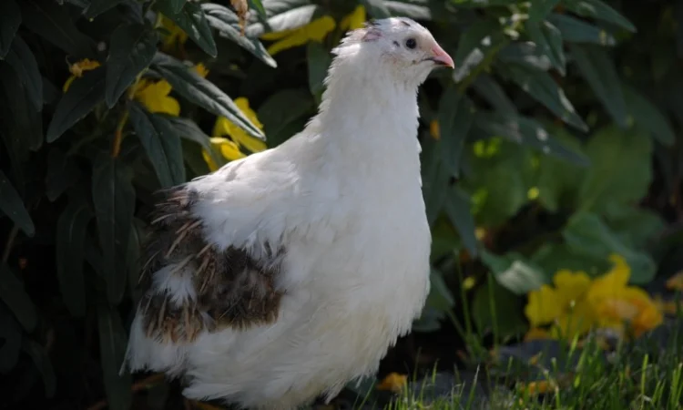Продам инкубационное яйцо перепела мясо-яичной породы "Феникс Золотистый" и "Техасец" - фото № 4