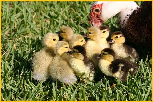 Яйца инкубационные мускусной утки (индо-утка, шипуны) - фото № 3