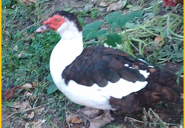 Яйца инкубационные мускусной утки (индо-утка, шипуны) - фото № 4