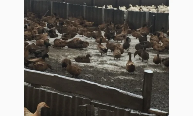 Инкубацыонные яйца утки - фото № 2