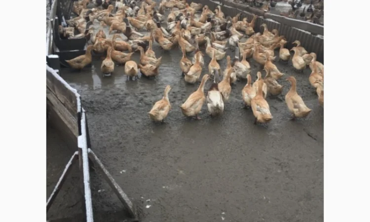 Инкубацыонные яйца утки - фото № 3