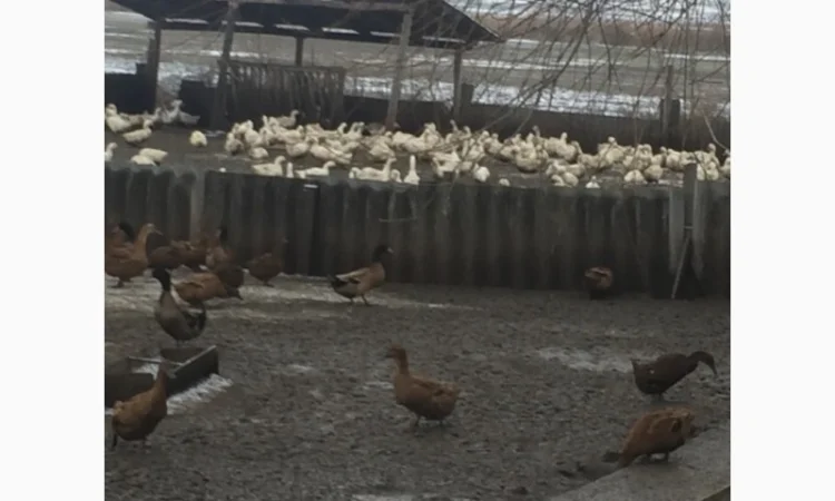 Инкубацыонные яйца утки - фото № 4