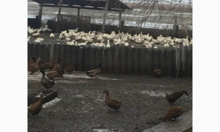 Инкубацыонные яйца утки - фото № 5