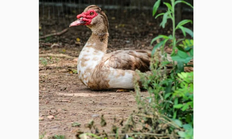 Яйцо мускусных уток (индо) - фото № 1