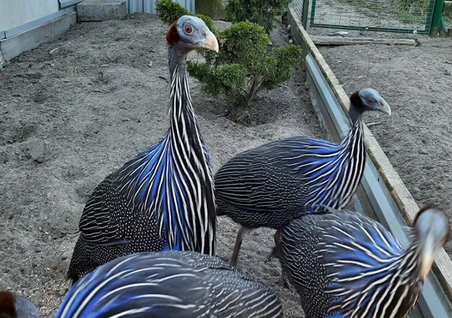 Інкубаційне яйце, сім'ї. Порода Грифова - фото № 1