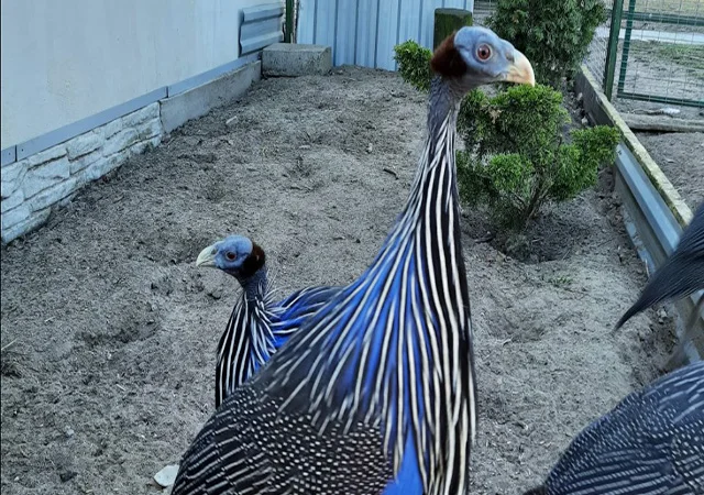 Інкубаційне яйце, сім'ї. Порода Грифова - фото № 2