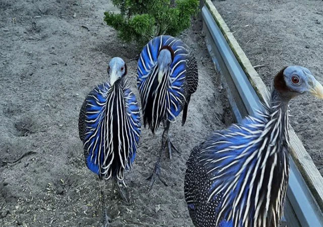 Інкубаційне яйце, сім'ї. Порода Грифова - фото № 3