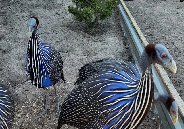 Інкубаційне яйце, сім'ї. Порода Грифова - фото № 4