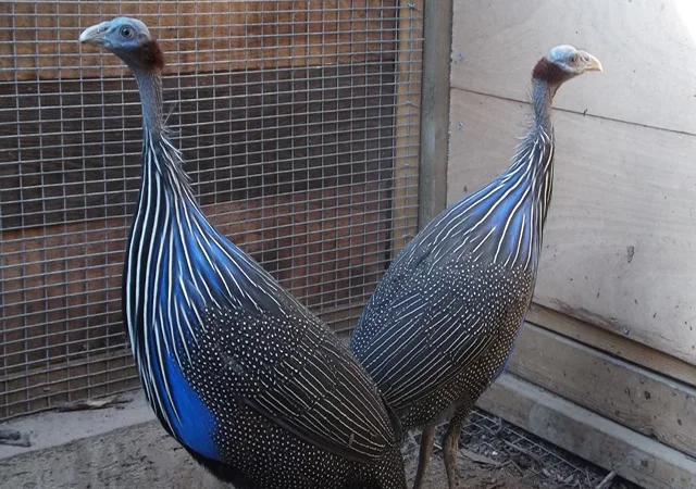 Інкубаційне яйце, сім'ї. Порода Грифова - фото № 5