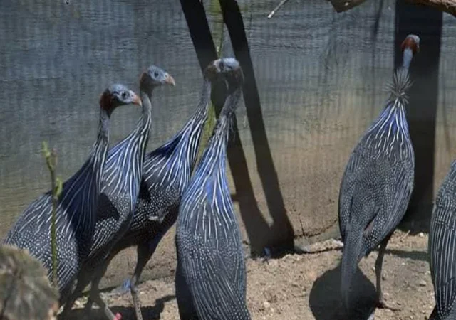 Інкубаційне яйце, сім'ї. Порода Грифова - фото № 6