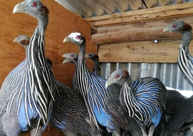 Інкубаційне яйце, сім'ї. Порода Грифова - фото № 7