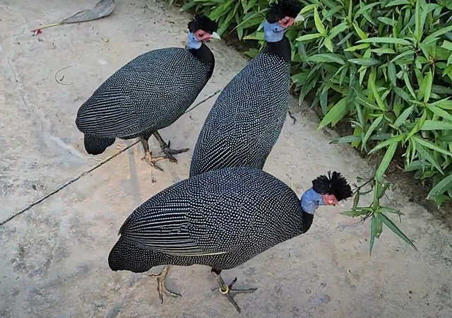 Інкубаційне яйце, сім'ї. Цесарка: Біла, хохлата - фото № 1