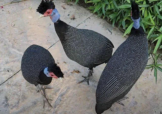 Інкубаційне яйце, сім'ї. Цесарка: Біла, хохлата - фото № 2