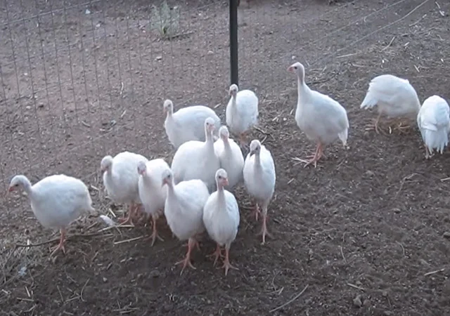 Інкубаційне яйце, сім'ї. Цесарка: Біла, хохлата - фото № 5