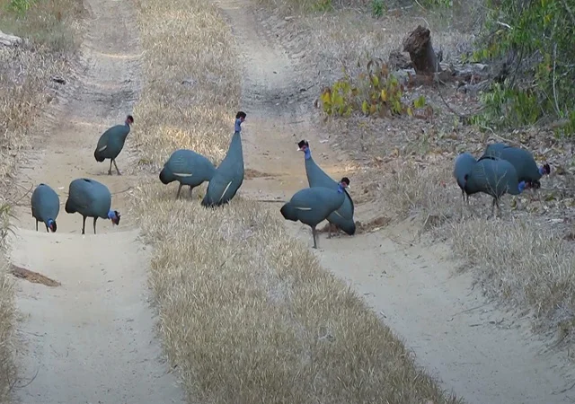 Інкубаційне яйце, сім'ї. Цесарка: Біла, хохлата - фото № 6