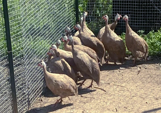 Продається яйце інкубаційне, курчата.цесарка білогруда, блакитна, Сіро-крапчаста, коричнева - фото № 1