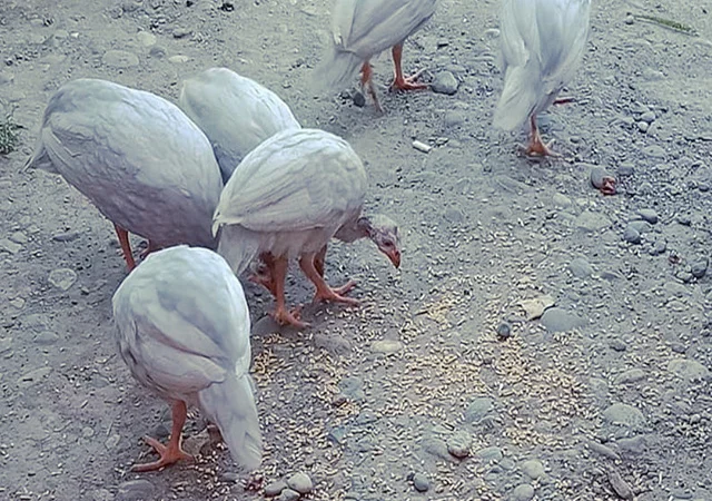 Продається яйце інкубаційне, курчата.цесарка білогруда, блакитна, Сіро-крапчаста, коричнева - фото № 2