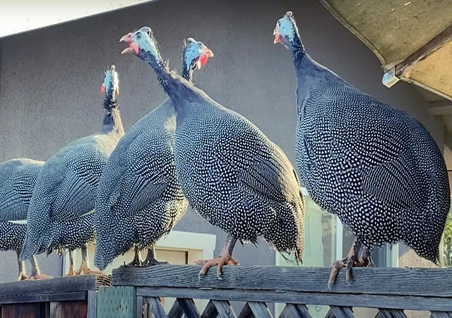 Продається яйце інкубаційне, курчата.цесарка білогруда, блакитна, Сіро-крапчаста, коричнева - фото № 3