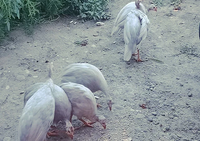 Продається яйце інкубаційне - фото № 4