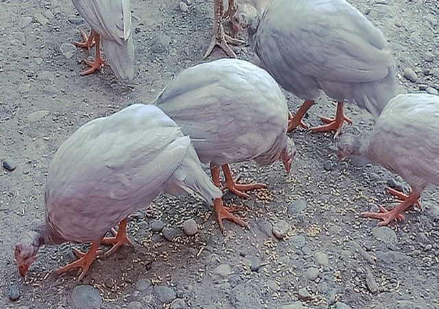 Продається яйце інкубаційне, курчата.цесарка білогруда, блакитна, Сіро-крапчаста, коричнева - фото № 4