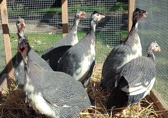 Продається яйце інкубаційне, курчата.цесарка білогруда, блакитна, Сіро-крапчаста, коричнева - фото № 6