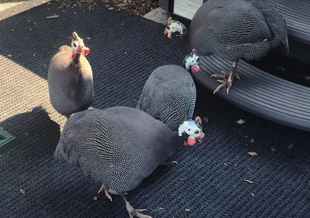 Продається яйце інкубаційне, курчата.цесарка білогруда, блакитна, Сіро-крапчаста, коричнева - фото № 7