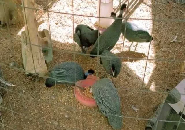 Інкубаційне яйце Цесарка чубата, синя, сіро-крапчаста - фото № 1