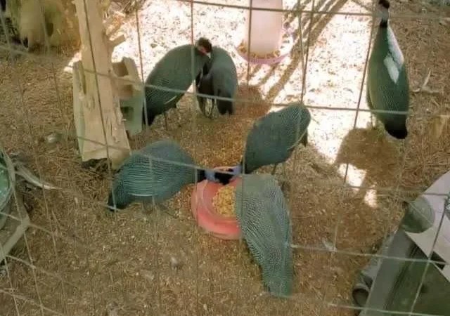 Інкубаційне яйце Цесарка чубата, синя, сіро-крапчаста - фото № 2