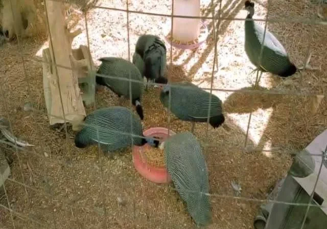 Інкубаційне яйце Цесарка чубата, синя, сіро-крапчаста - фото № 3