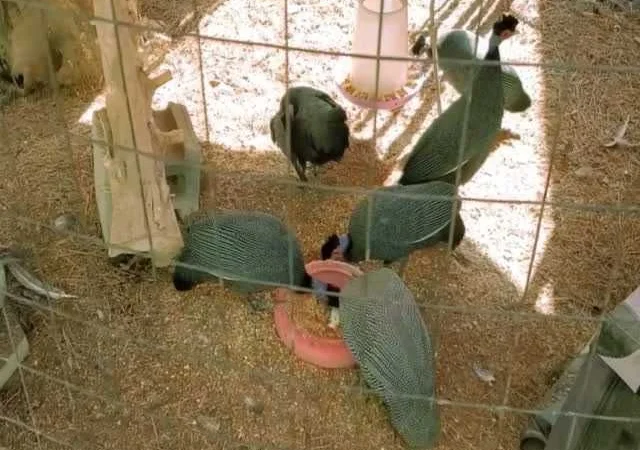 Інкубаційне яйце Цесарка чубата, синя, сіро-крапчаста - фото № 4