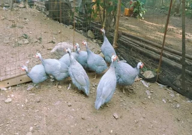 Інкубаційне яйце Цесарка чубата, синя, сіро-крапчаста - фото № 5