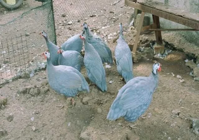 Інкубаційне яйце Цесарка чубата, синя, сіро-крапчаста - фото № 6