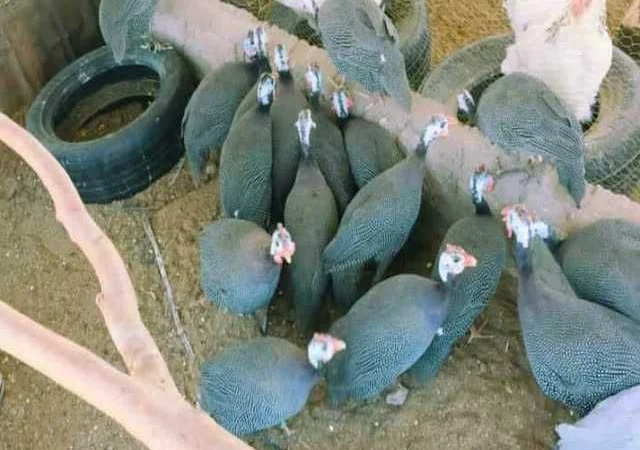 Інкубаційне яйце Цесарка чубата, синя, сіро-крапчаста - фото № 7