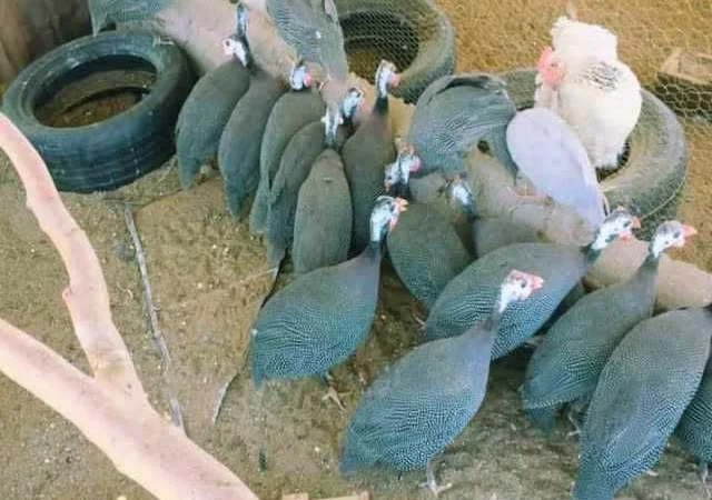 Інкубаційне яйце Цесарка чубата, синя, сіро-крапчаста - фото № 8