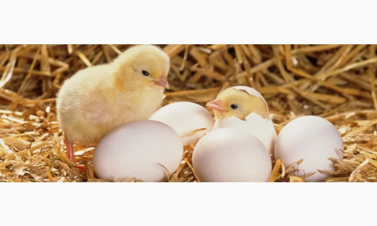 Продам інкубаційне яйце - фото № 1