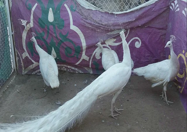 Інкубаційне яйце, сім'ї. Павлін (Павич) синій (індійський), зелений (яванський), білий - фото № 1