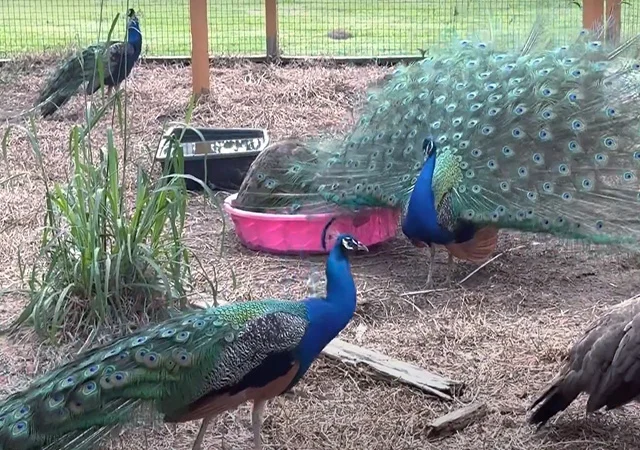 Інкубаційне яйце, сім'ї. Павлін (Павич) синій (індійський), зелений (яванський), білий - фото № 2