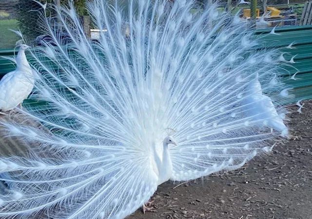 Інкубаційне яйце, сім'ї. Павлін (Павич) синій (індійський), зелений (яванський), білий - фото № 3