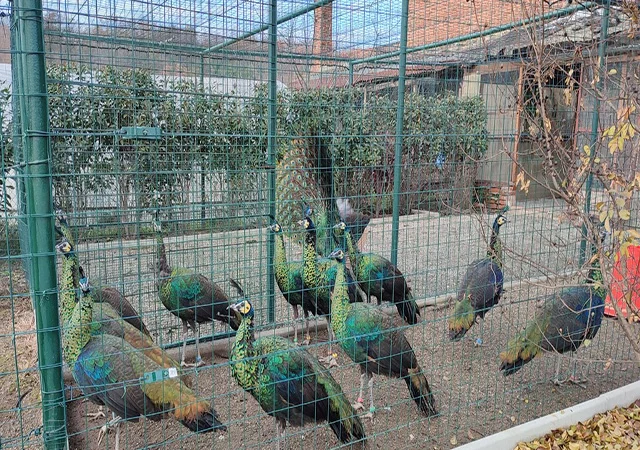 Інкубаційне яйце, сім'ї. Павлін (Павич) синій (індійський), зелений (яванський), білий - фото № 5