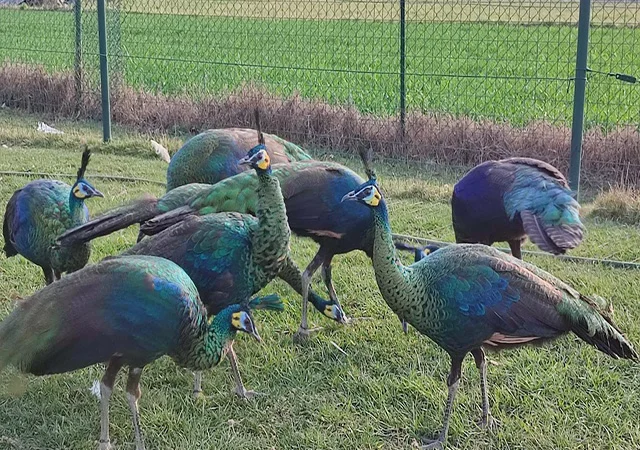 Інкубаційне яйце, сім'ї. Павлін (Павич) синій (індійський), зелений (яванський), білий - фото № 6