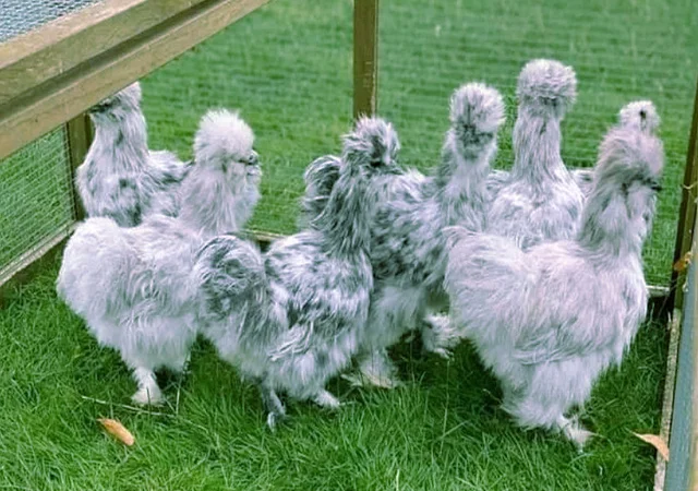 Китайська шовкова шоколад, білий, спліш, коричневий.яйце інкубаційне - фото № 2